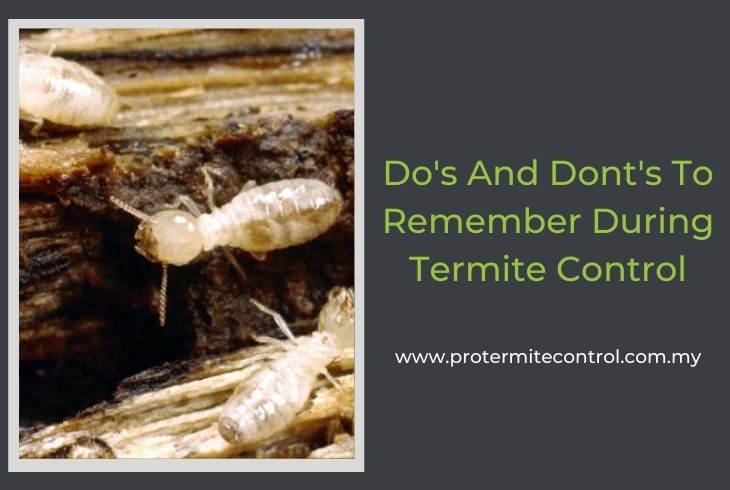 Dos And Donts To Remember During Termite Control