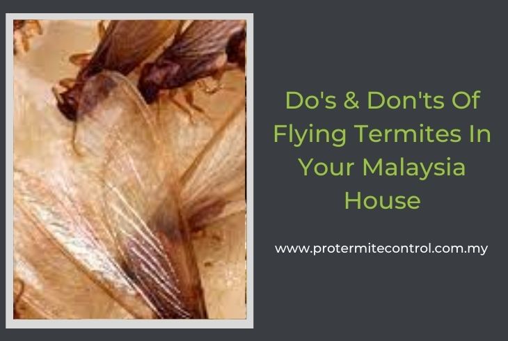 Dos & Donts Of Flying Termites In Your Malaysia House