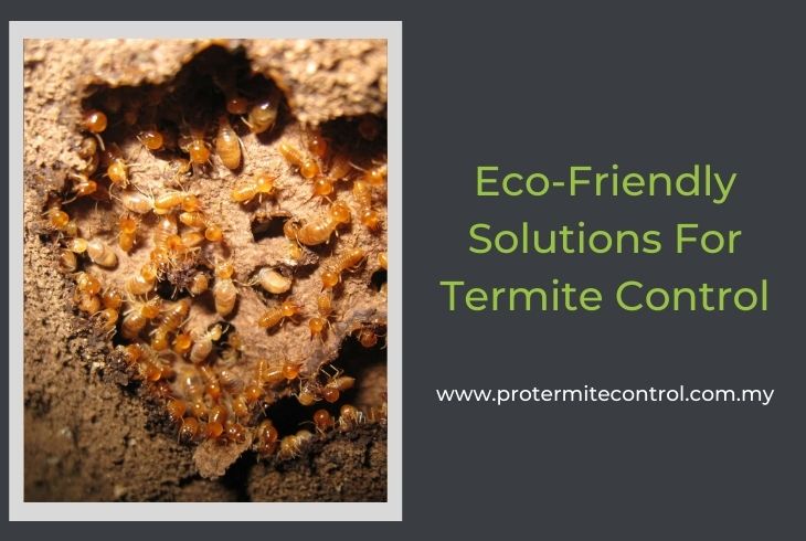 Eco-Friendly Solutions For Termite Control