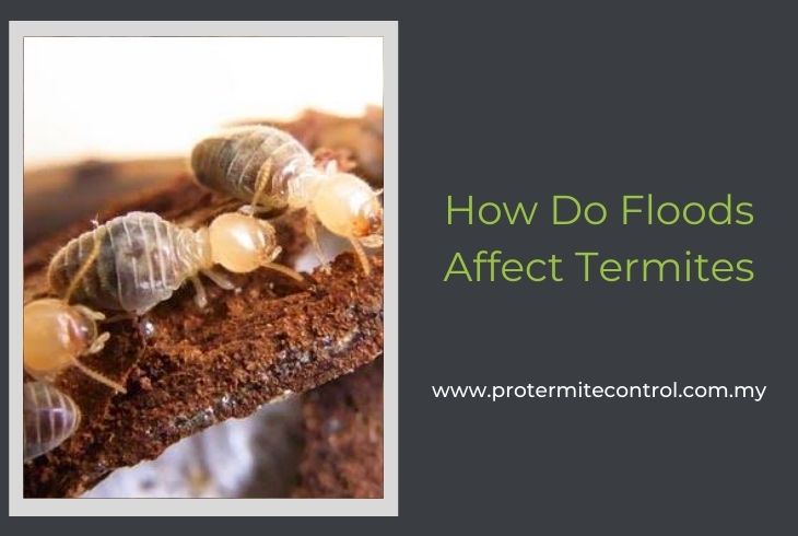 How Do Floods Affect Termites?