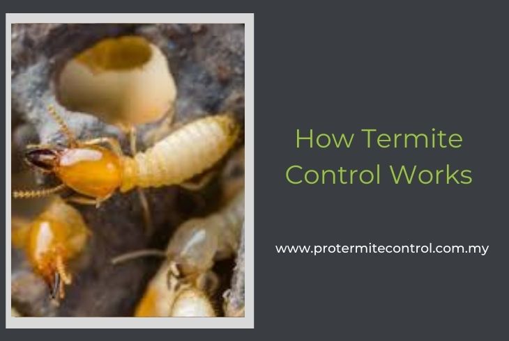 How Termite Control Works