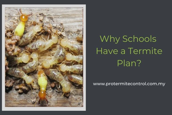 Why Schools Have a Termite Plan?